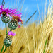 Centaurea scabiosa - Greater Knapweed