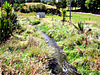 Small Shed and Stream