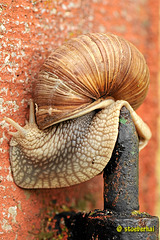 Snail on door hinge