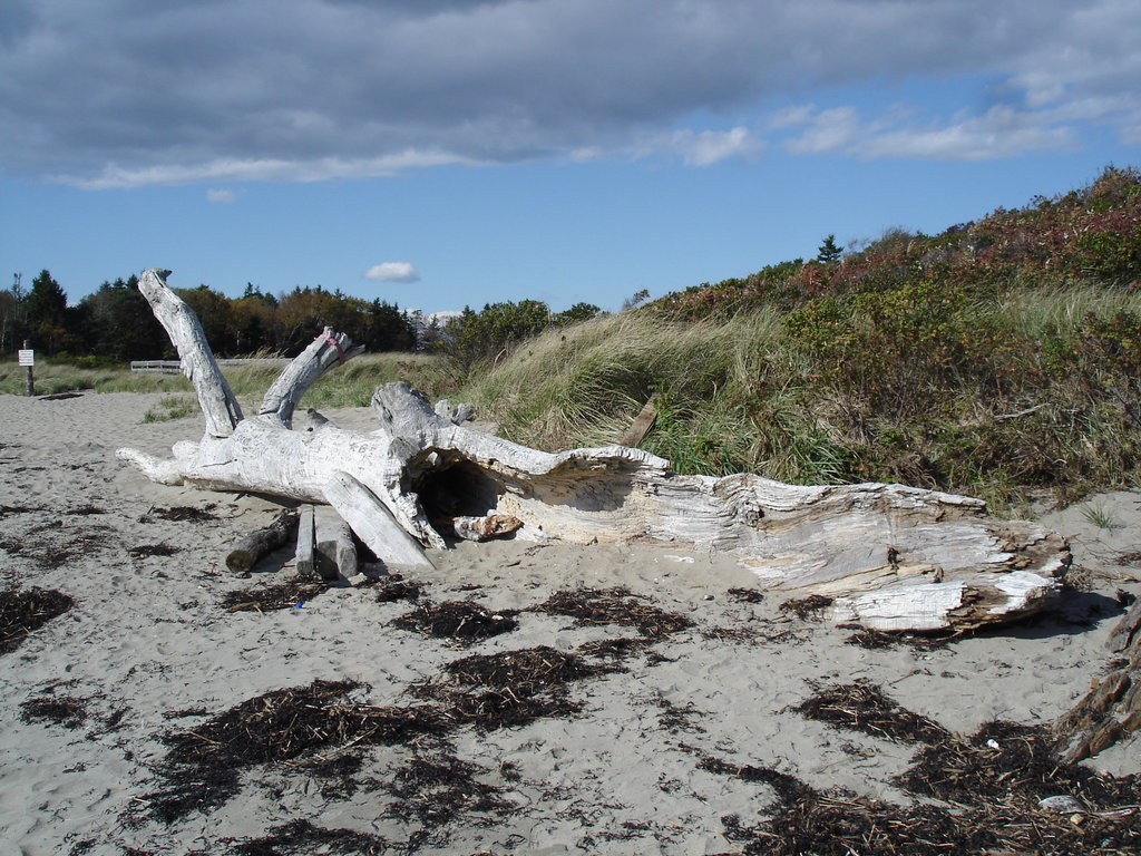 Épave d'arbre sur plage déserte /  Tree wreck on a wild beach  -  Maine USA. 11-10-2009 - Reptiles de la préhistoire en tronc épave.