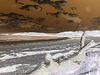 Épave d'arbre sur plage déserte /  Tree wreck on a wild beach  -  Maine USA. 11-10-2009- Reptiles de la préhistoire en tronc épave. Négatif