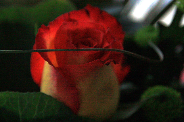 une rose pour vous!!