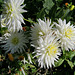 Dahlias blancs