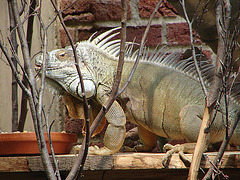 20090618 0536DSCw [D~OS] Grüner Leguan (Iguana iguana), Zoo Osnabrück