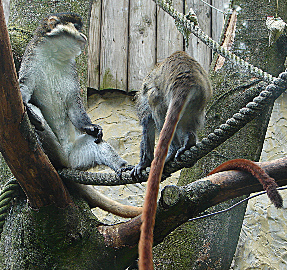 20090618 0542DSCw [D~OS] Rotschwanzmeerkatze (Cercopithecus ascanius), Zoo Osnabrück