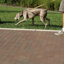 01.RockCreekPotomacParkway.WDC.6September2009