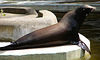 20090618 0550DSCw [D~OS] Seelöwe, Zoo Osnabrück