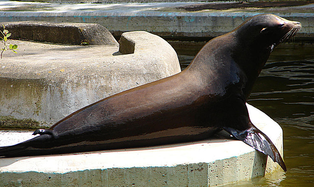 20090618 0550DSCw [D~OS] Seelöwe, Zoo Osnabrück