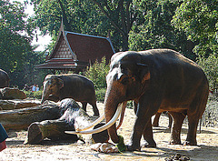 20050818 0080DSCw [NL] Asiatischer Elefant, Emmen