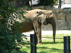 20090618 0552DSCw [D~OS] Afrikanischer Elefant, Zoo, Osnabrück