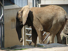 20090618 0553DSCw [D~OS] Afrikanischer Elefant, Zoo, Osnabrück