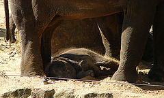 20050818 0082DSCw [NL] Asiatischer Elefant [JT], Emmen