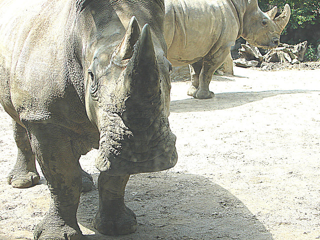 20090618 0558DSCw [D~OS] Breitmaulnashorn (Ceratotherium simum), Zoo Osnabrück