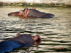 20050818 0087DSCw [NL] Flusspferd, Emmen