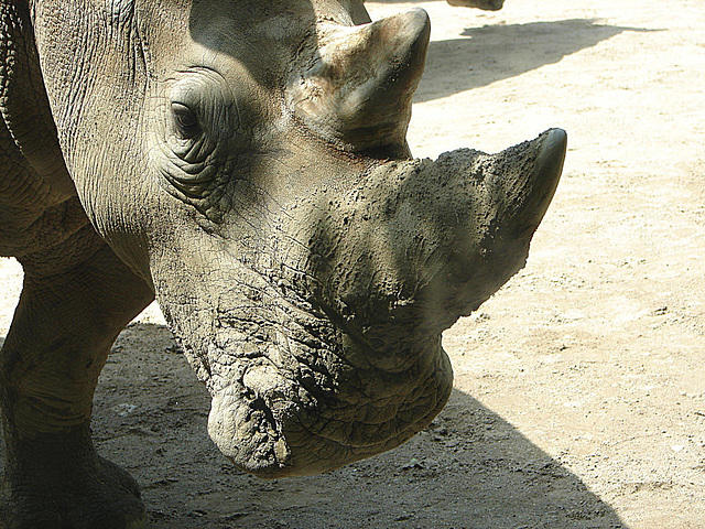 20090618 0559DSCw [D~OS] Breitmaulnashorn (Ceratotherium simum), Zoo Osnabrück