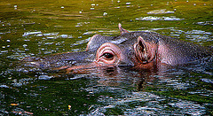 20050818 0088w [NL] Flusspferd, Emmen