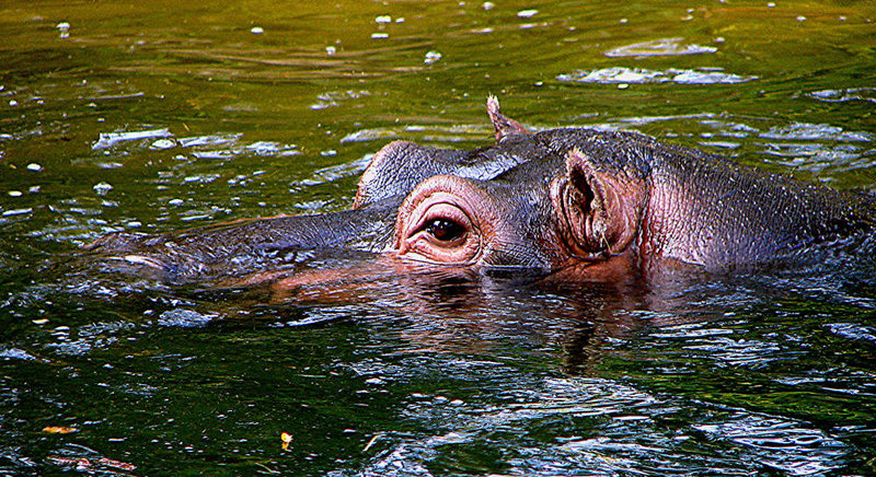 20050818 0088w [NL] Flusspferd (Hippototamus amphibus), Emmen