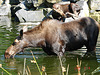 20050818 0007DSCw [NL] Elch (Alces alces), Emmen