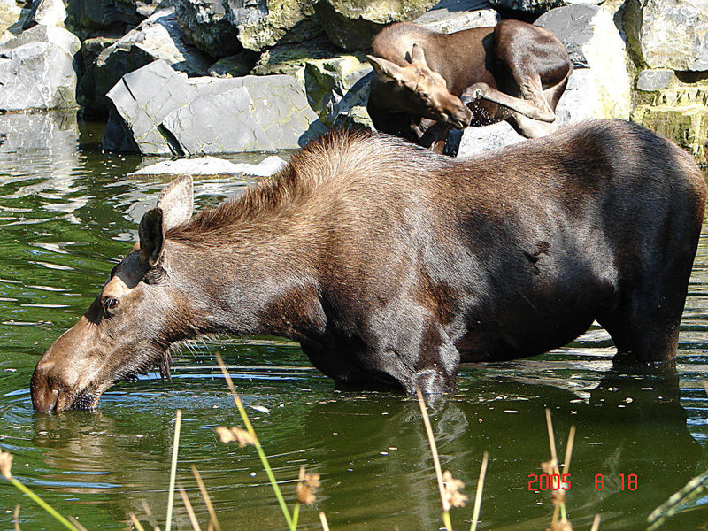 20050818 0007DSCw [NL] Elch (Alces alces), Emmen