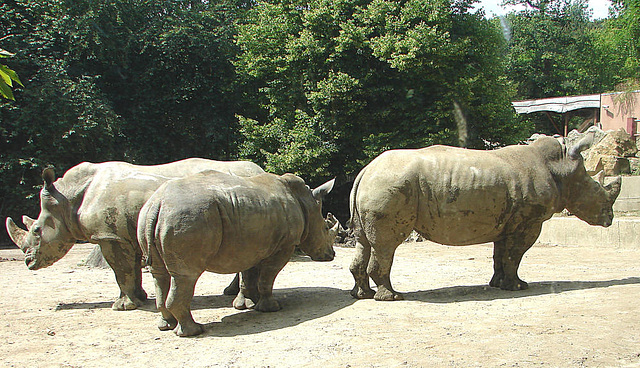 20090618 0561DSCw [D~OS] Breitmaulnashorn (Ceratotherium simum), Zoo Osnabrück