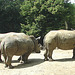 20090618 0561DSCw [D~OS] Breitmaulnashorn (Ceratotherium simum), Zoo Osnabrück