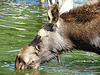 20050818 0008DSCw [NL] Elch (Alces alces), Emmen