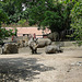 20090618 0562DSCw [D~OS] Breitmaulnashorn (Ceratotherium simum), Zoo Osnabrück