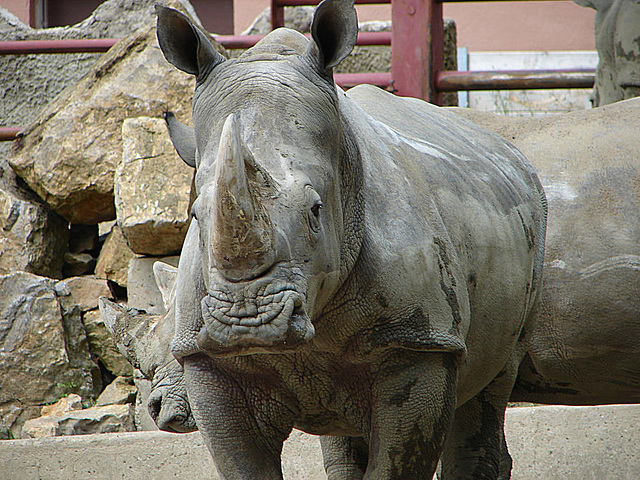 20090618 0563DSCw [D~OS] Breitmaulnashorn (Ceratotherium simum), Zoo Osnabrück