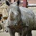 20090618 0563DSCw [D~OS] Breitmaulnashorn (Ceratotherium simum), Zoo Osnabrück