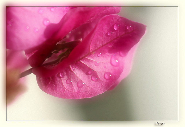 Bougainvillée