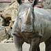 20090618 0564DSCw [D~OS] Breitmaulnashorn (Ceratotherium simum), Zoo Osnabrück