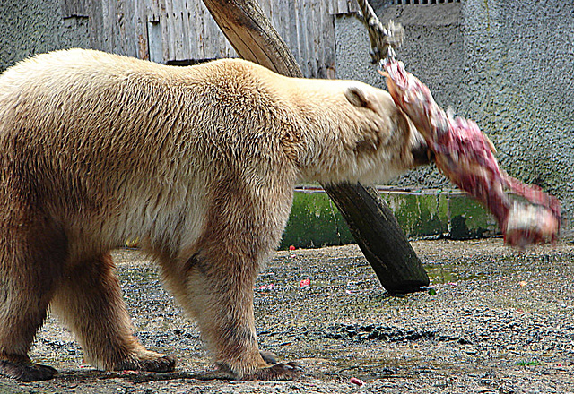 20090618 0565DSCw [D~OS] Mischlingsbär [Vater: Eisbär (Ursus maritimus) + Mutter: Braunbär (Ursus arctos), geb. im Zoo 2004, Osnabrück