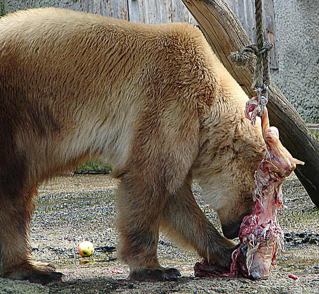 20090618 0566DSCw [D~OS] Mischlingsbär [Vater: Eisbär (Ursus maritimus) + Mutter: Braunbär (Ursus arctos), geb. im Zoo 2004, Osnabrück