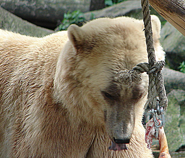 20090618 0567DSCw [D~OS] Mischlingsbär [Vater: Eisbär (Ursus maritimus) + Mutter: Braunbär (Ursus arctos), geb. im Zoo 2004, Osnabrück