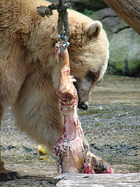 20090618 0568DSCw [D~OS] Mischlingsbär [Vater: Eisbär (Ursus maritimus) + Mutter: Braunbär (Ursus arctos), geb. im Zoo 2004, Osnabrück