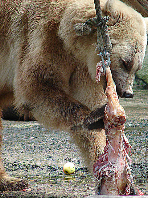 20090618 0569DSCw [D~OS] Mischlingsbär [Vater: Eisbär (Ursus maritimus) + Mutter: Braunbär (Ursus arctos), geb. im Zoo 2004, Osnabrück