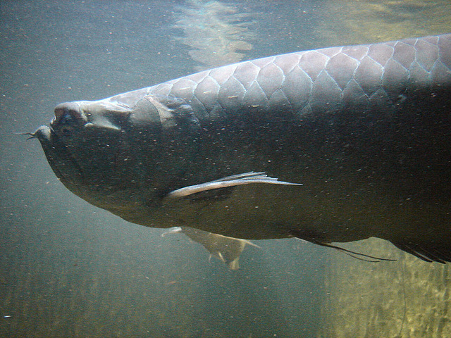 20090618 0571DSCw [D~OS] Fisch, Zoo Osnabrück