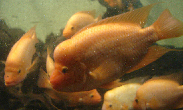 20090618 0574DSCw [D~OS] Zitronenbuntbarsch (Midas cichlid), Zoo Osnabrück