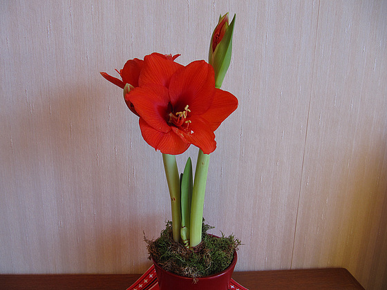 Amaryllis