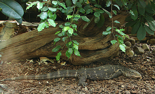 20090618 0580DSCw [D~OS] Bindenwaran (Varanus salvator), Zoo Osnabrück