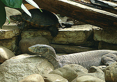20090618 0581DSCw [D~OS] Bindenwaran (Varanus salvator), Rotwangen-Schmuckschildkröte (Trachemys scripta elegans), Zoo Osnabrück