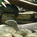 20090618 0581DSCw [D~OS] Bindenwaran, Zierschildkröte, Zoo Osnabrück