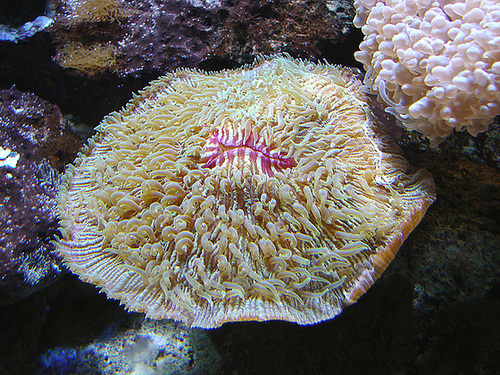 20090618 0583DSCw [D~OS] Koralle, Zoo Osnabrück