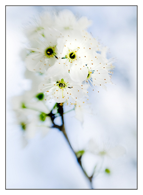 Light Falls on Blossom