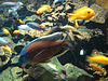 20090618 0585DSCw [D~OS] Fisch, Zoo Osnabrück