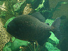 20090618 0588DSCw [D~OS] Piranha, Zoo Osnabrück