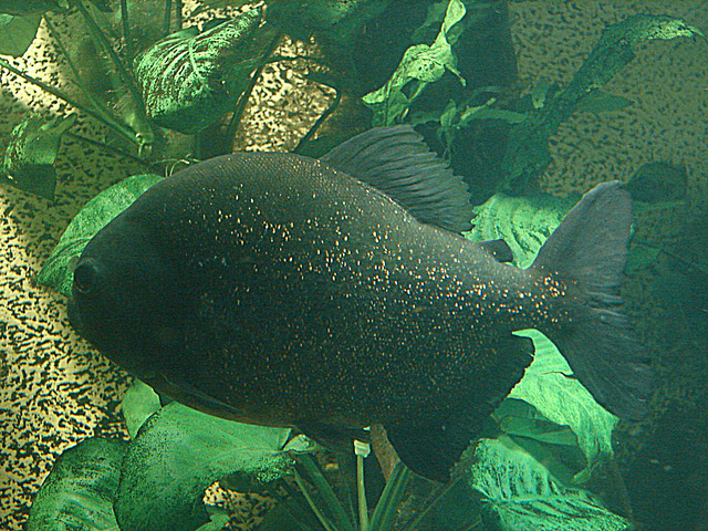 20090618 0588DSCw [D~OS] Piranha (Pygocentrus piraya), Zoo Osnabrück