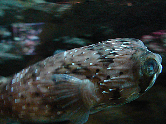 20090618 0590DSCw [D~OS] Igelfisch, Zoo Osnabrück