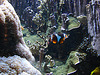 20090618 0591DSCw [D~OS] Korallenfisch, Zoo Osnabrück
