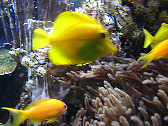 20090618 0592DSCw [D~OS] Fisch, Zoo Osnabrück